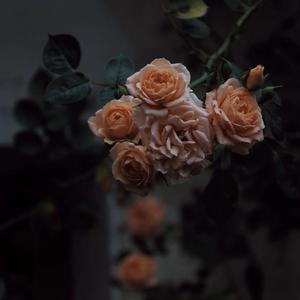 色色的视频网站
